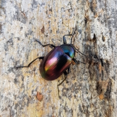 Chalcopteroides columbinus (Rainbow darkling beetle) at Kambah, ACT - 15 Apr 2023 by MatthewFrawley