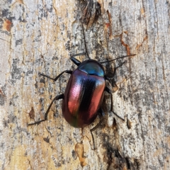 Chalcopteroides columbinus at Kambah, ACT - 15 Apr 2023 10:23 AM