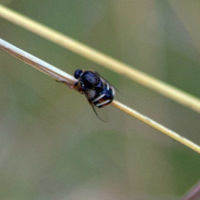 Ogcodes basalis (A hunch-back fly) at Higgins, ACT - 2 Apr 2023 by Trevor