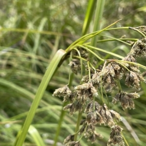 Scirpus polystachyus at Tennent, ACT - 26 Jan 2022