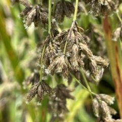 Scirpus polystachyus at Tennent, ACT - 26 Jan 2022