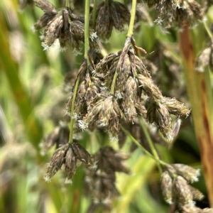 Scirpus polystachyus at Tennent, ACT - 26 Jan 2022