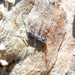 Fabriogenia sp. (genus) (Spider wasp) at Higgins Woodland - 15 Apr 2023 by Trevor