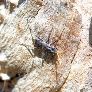 Fabriogenia sp. (genus) at Higgins, ACT - 15 Apr 2023 11:18 AM