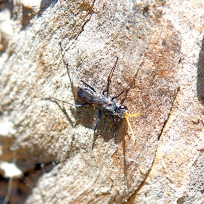 Fabriogenia sp. (genus) (Spider wasp) at Higgins, ACT - 15 Apr 2023 by Trevor