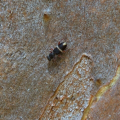 Lemidia accincta (Clerid beetle) at Higgins Woodland - 15 Apr 2023 by Trevor