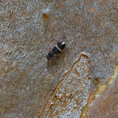 Lemidia accincta (Clerid beetle) at Higgins Woodland - 15 Apr 2023 by MichaelWenke