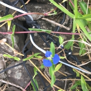 Commelina cyanea at Long Beach, NSW - 23 Jan 2022