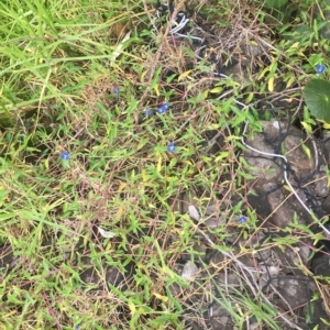 Commelina cyanea at Long Beach, NSW - 23 Jan 2022