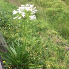 Agapanthus praecox subsp. orientalis (Agapanthus) at Long Beach, NSW - 22 Jan 2022 by natureguy