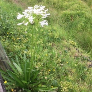 Agapanthus praecox subsp. orientalis at Long Beach, NSW - 23 Jan 2022