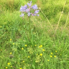 Agapanthus praecox subsp. orientalis at Long Beach, NSW - 23 Jan 2022 10:14 AM