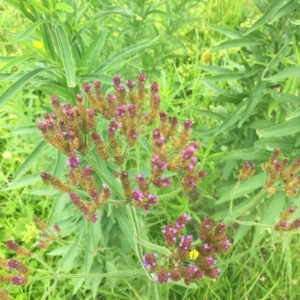 Verbena incompta at Long Beach, NSW - 23 Jan 2022