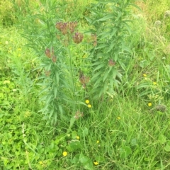 Verbena incompta at Long Beach, NSW - 23 Jan 2022 10:15 AM
