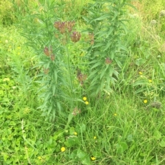 Verbena incompta at Long Beach, NSW - 23 Jan 2022