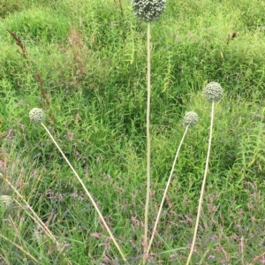 Allium sativum at Long Beach, NSW - 23 Jan 2022