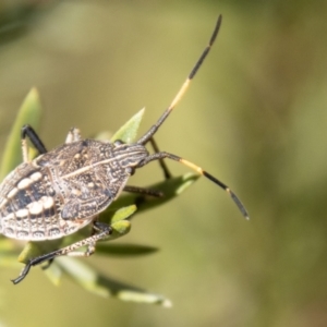 Poecilometis strigatus at Paddys River, ACT - 14 Apr 2023 10:46 AM