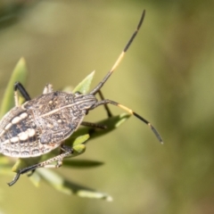 Poecilometis strigatus (Gum Tree Shield Bug) at Tidbinbilla Nature Reserve - 14 Apr 2023 by SWishart