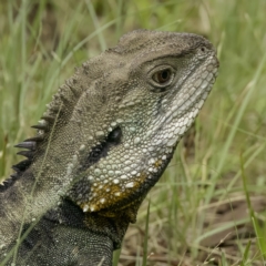 Intellagama lesueurii howittii (Gippsland Water Dragon) at Paddys River, ACT - 30 Mar 2023 by CedricBear