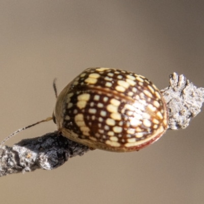 Paropsis pictipennis (Tea-tree button beetle) at Birrigai - 14 Apr 2023 by SWishart