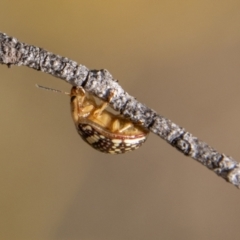 Paropsis pictipennis at Paddys River, ACT - 14 Apr 2023