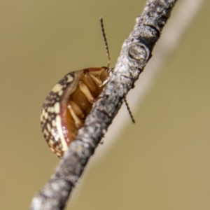 Paropsis pictipennis at Paddys River, ACT - 14 Apr 2023