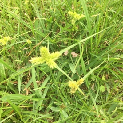Cyperus (Flat Sedges) at Long Beach, NSW - 23 Jan 2022 by natureguy