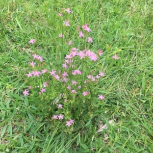 Centaurium erythraea at Long Beach, NSW - 23 Jan 2022