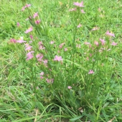 Centaurium erythraea at Long Beach, NSW - 23 Jan 2022