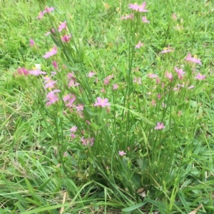 Centaurium erythraea at Long Beach, NSW - 23 Jan 2022