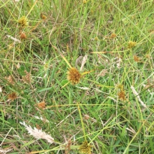 Cyperus polystachyos at Long Beach, NSW - 23 Jan 2022 10:16 AM