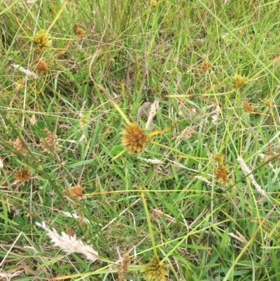 Cyperus polystachyos (Leafy Twig Rush, Bunchy Sedge) at Long Beach, NSW - 22 Jan 2022 by natureguy