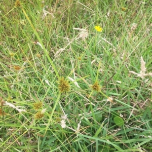 Cyperus polystachyos at Long Beach, NSW - 23 Jan 2022 10:16 AM