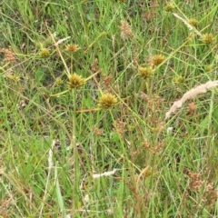 Cyperus polystachyos at Long Beach, NSW - 23 Jan 2022 10:16 AM