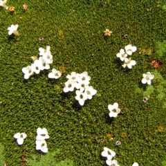 Dracophyllum minimum at Cradle Mountain National Park - 28 Jan 2011 by MatthewFrawley