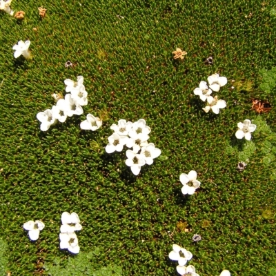 Dracophyllum minimum at Cradle Mountain National Park - 28 Jan 2011 by MatthewFrawley