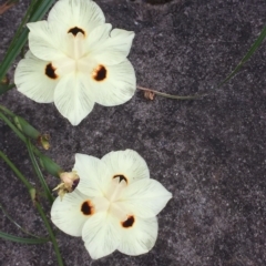 Dietes bicolor (Yellow Fortnight Lily) at Long Beach, NSW - 23 Jan 2022 by natureguy