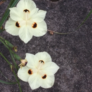 Dietes bicolor at Long Beach, NSW - 23 Jan 2022