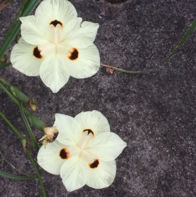 Dietes bicolor (Yellow Fortnight Lily) at Long Beach, NSW - 22 Jan 2022 by natureguy