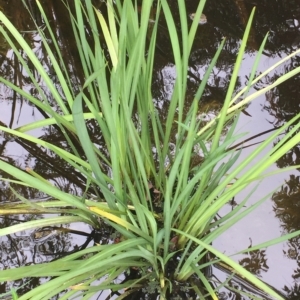 Dietes bicolor at Long Beach, NSW - 23 Jan 2022