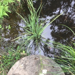 Dietes bicolor at Long Beach, NSW - 23 Jan 2022