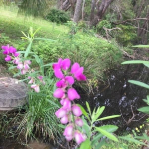 Polygala virgata at Long Beach, NSW - 23 Jan 2022