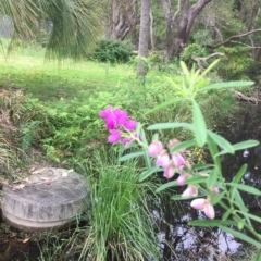 Polygala virgata at Long Beach, NSW - 23 Jan 2022