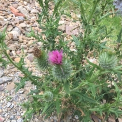 Cirsium vulgare (Spear Thistle) at Long Beach, NSW - 22 Jan 2022 by natureguy