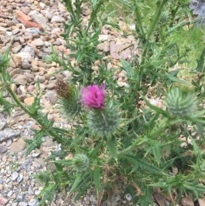 Cirsium vulgare (Spear Thistle) at Long Beach, NSW - 22 Jan 2022 by natureguy