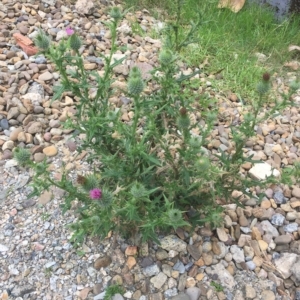 Cirsium vulgare at Long Beach, NSW - 23 Jan 2022