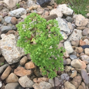 Euphorbia peplus at Long Beach, NSW - 23 Jan 2022