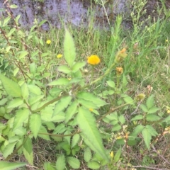 Bidens pilosa (Cobbler's Pegs, Farmer's Friend) at Long Beach, NSW - 22 Jan 2022 by natureguy