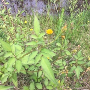 Bidens pilosa at Long Beach, NSW - 23 Jan 2022