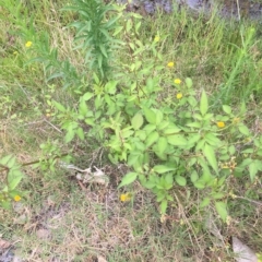 Bidens pilosa at Long Beach, NSW - 23 Jan 2022